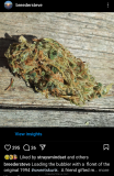 Original Sweet Skunk
