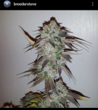 Sweet Pink Grapefruit 1