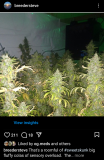 Sweet Skunk 2