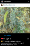 Sweet Skunk 3